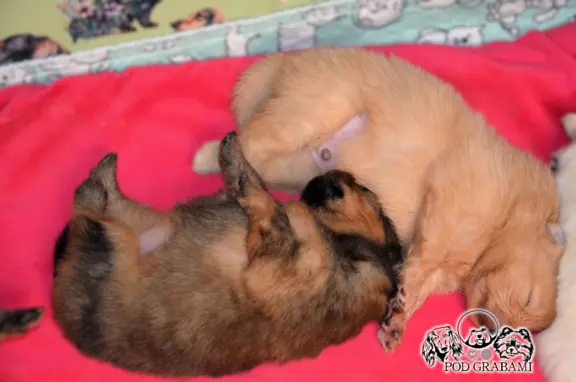 Szpic miniaturowy Pomeranian do rezerwacji. 6