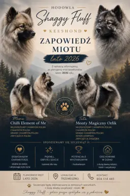 Szpic Wilczy po wspaniałych rodzicach 1