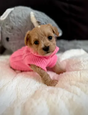 Maltipoo malutka dziewczynka 1