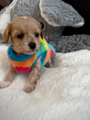 Maltipoo malutka dziewczynka 3