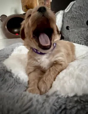 Maltipoo malutka dziewczynka 4