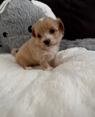 Maltipoo malutka dziewczynka 2