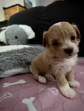 Maltipoo malutka dziewczynka 5