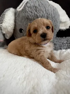 Maltipoo malutka dziewczynka 6