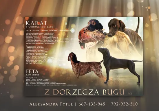 Szczenięta wyżła niemieckiego krótkowłosego Z Dorzecza Bugu 1
