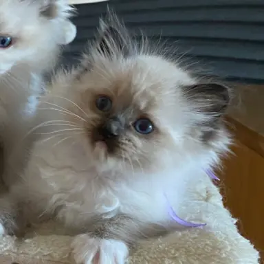 Ragdoll kotki 1