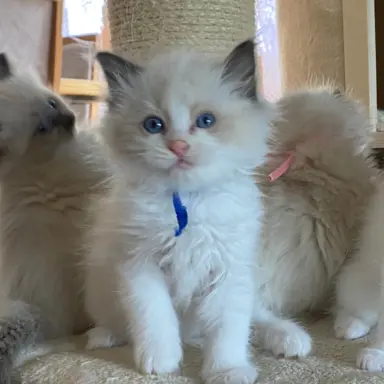 Ragdoll kotki 2