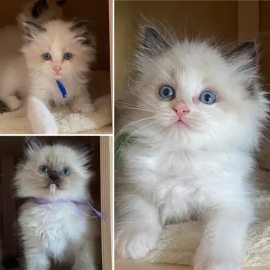 Ragdoll kotki 4