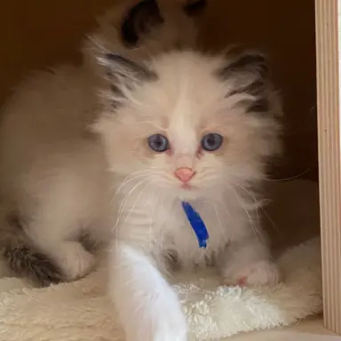 Ragdoll kotki 5