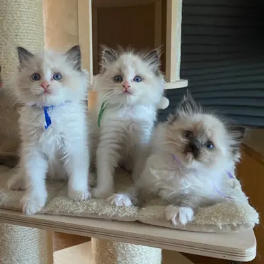 Ragdoll kotki 7