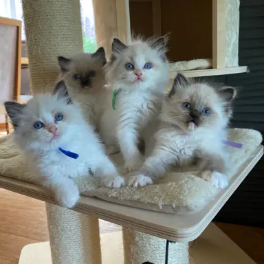 Ragdoll kotki 8