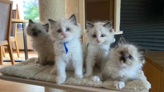 Ragdoll kotki 9