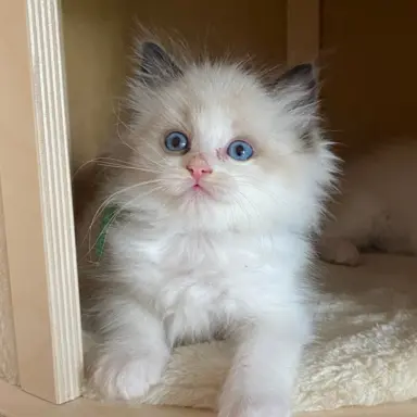 Kotki Ragdoll 2