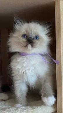 Kotki Ragdoll 3