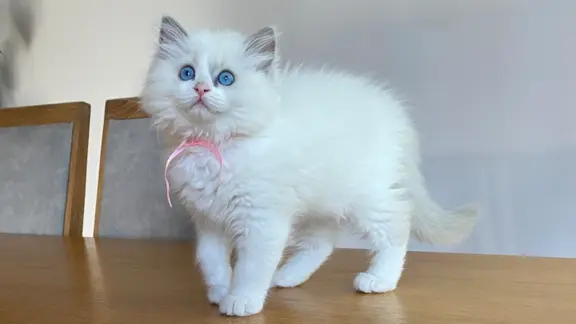Kotki Ragdoll 5