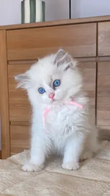 Kotki Ragdoll 6