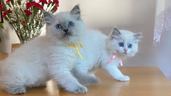 Kotki Ragdoll 7