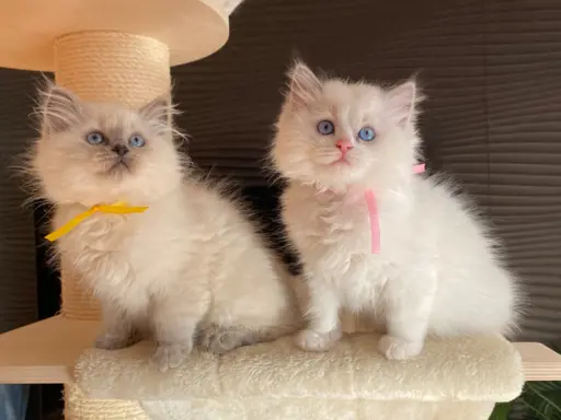 Kotki Ragdoll 8