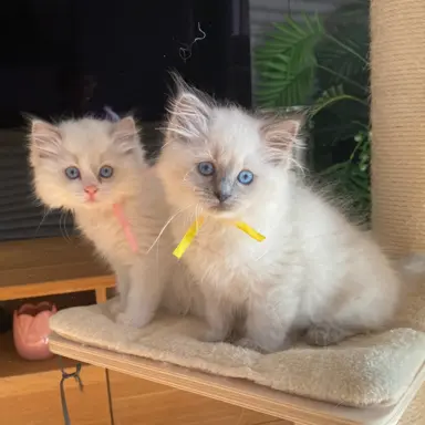 Kotki Ragdoll 9