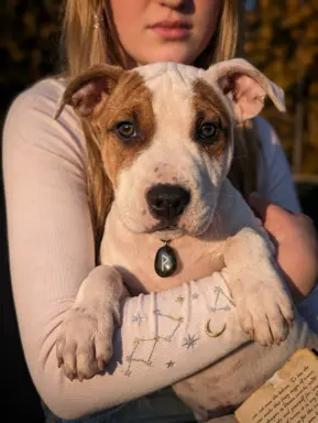Wybitne szczenięta AMSTAFF 1