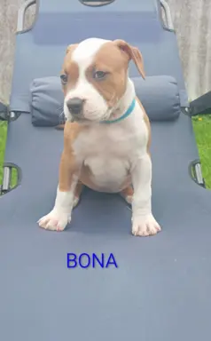 Amstaff 1