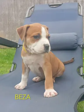 Amstaff 2
