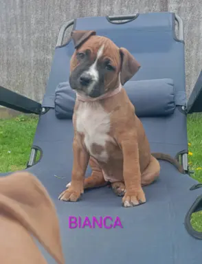 Amstaff 4