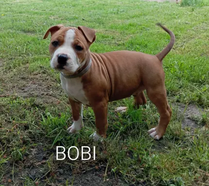 Amstaff 6