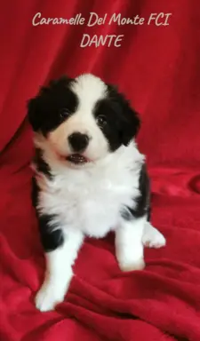 Szczeniaki Border Collie ZKwP - Rodowód FCI - 8 tyg - gotowe 1
