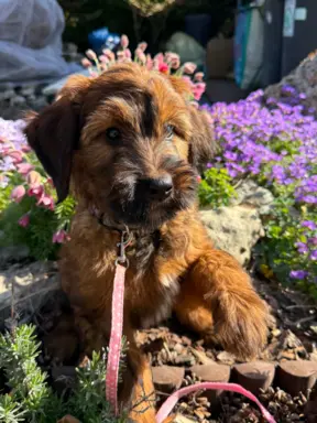 Szczenię owczarek francuski Briard 1