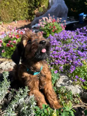 Szczenię owczarek francuski Briard 2