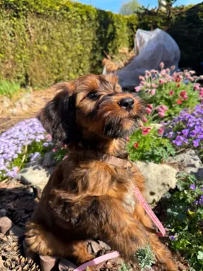Szczenię owczarek francuski Briard 3