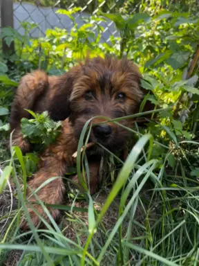 Szczenię owczarek francuski Briard 4