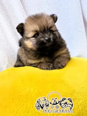 Przepiękne Szczenięta Pomeranian – ZkwP/FCI 2