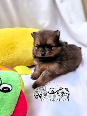 Przepiękne Szczenięta Pomeranian – ZkwP/FCI 5