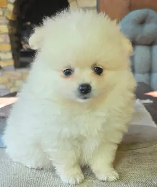 Szpic miniaturowy,pomeranian suczka 2