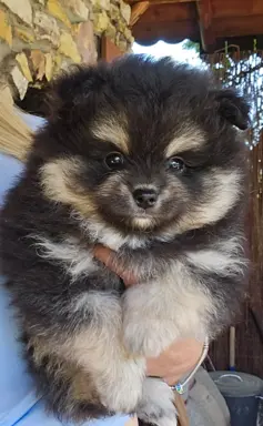 Szpic miniaturowy,pomeranian suczka 3