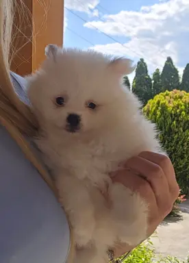 Szpic miniaturowy,pomeranian suczka 4