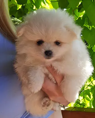 Szpic miniaturowy,pomeranian suczka 5