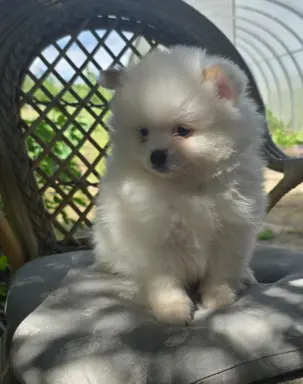Szpic miniaturowy,pomeranian suczka 6