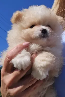 Szpic miniaturowy,pomeranian suczka 7