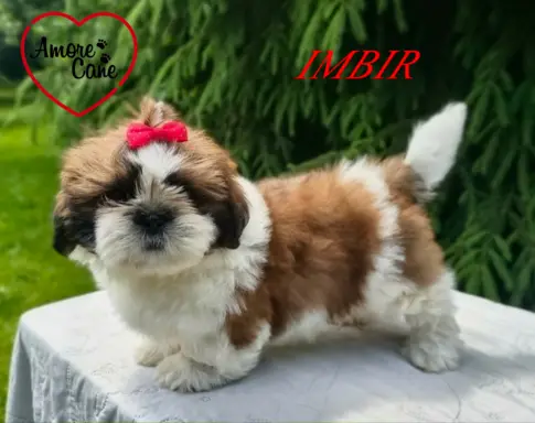 Przepiękne słodziaki shih tzu. 1