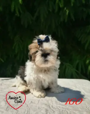 Przepiękne słodziaki shih tzu. 2