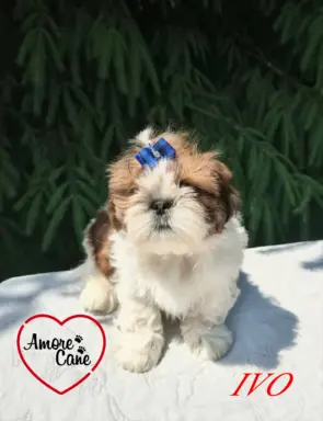 Przepiękne słodziaki shih tzu. 3