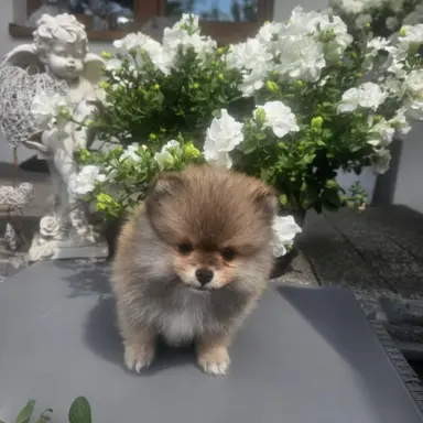 Szpic miniaturowy pomeranian 1