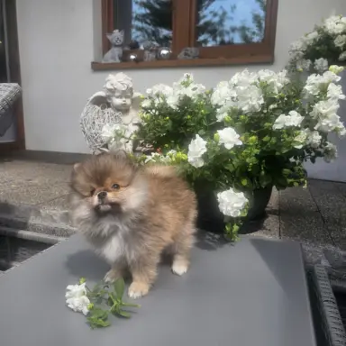 Szpic miniaturowy pomeranian 2