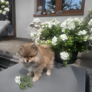 Szpic miniaturowy pomeranian 3