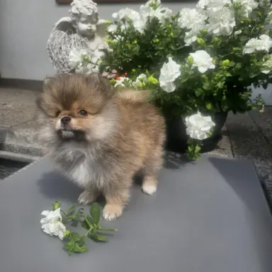 Szpic miniaturowy pomeranian 4
