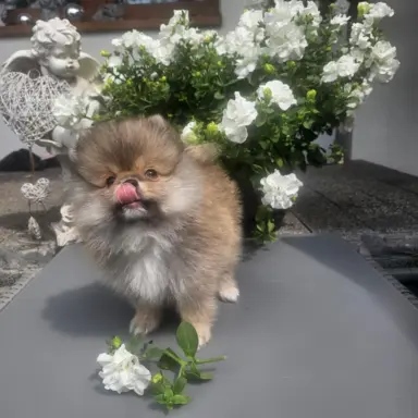Szpic miniaturowy pomeranian 5