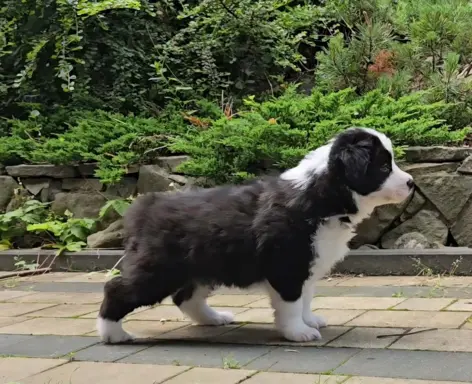Szczeniaki Border Collie ZKwP - Rodowód FCI - 8 tyg - gotowe 2